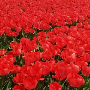 Cultivating Gratitude