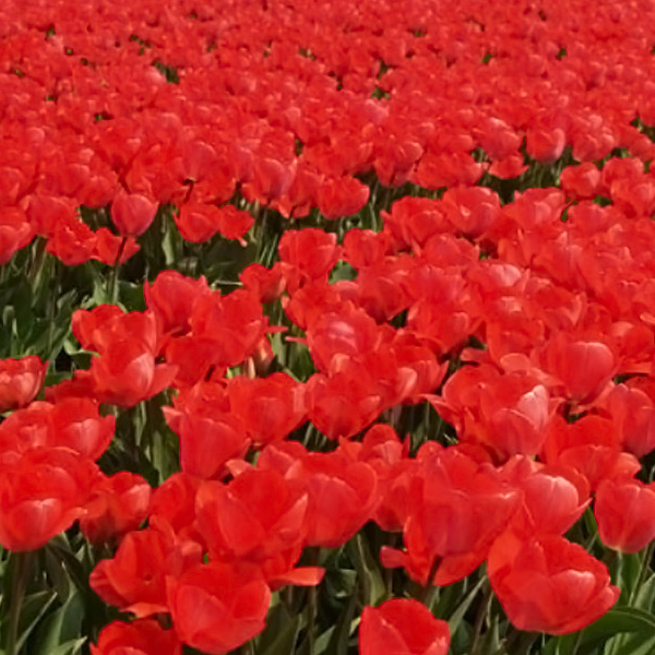 Cultivating Gratitude