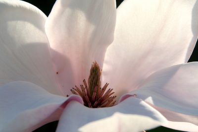 white pink magnolia